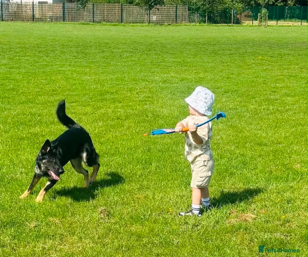 German Shepherd dogs for sale: Our Beautiful German Shepherd Boy-Kobe  in Wolverhampton - Advert 2