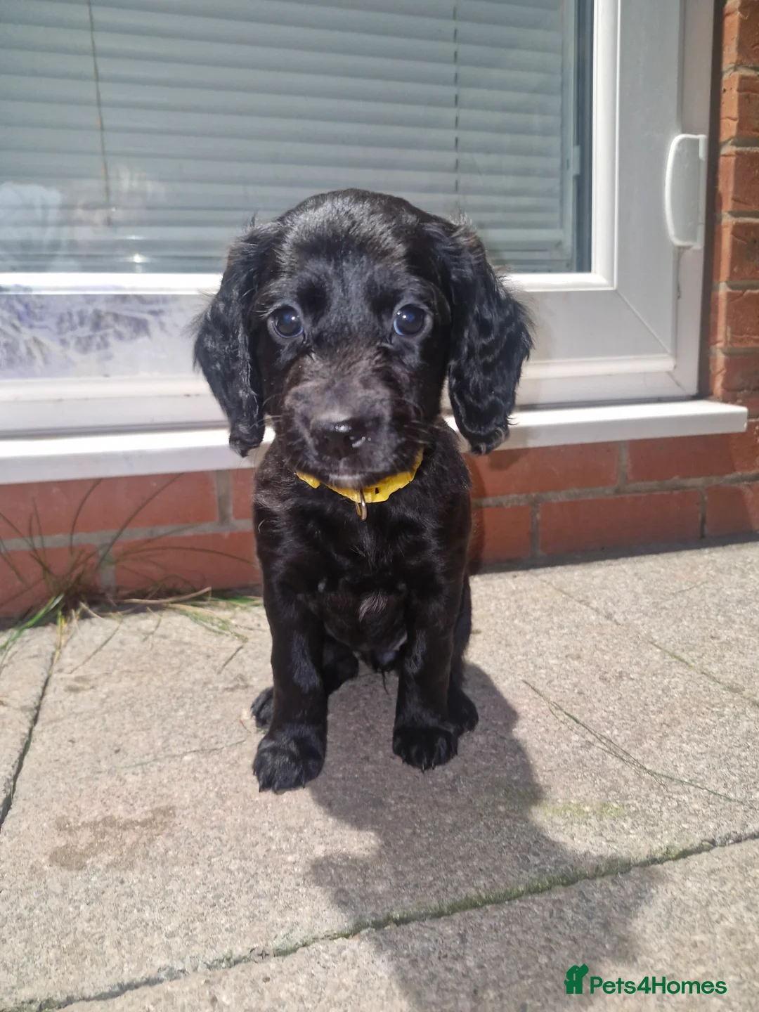 Sproodle dogs for sale: Sproodle f1b puppies - Advert 3