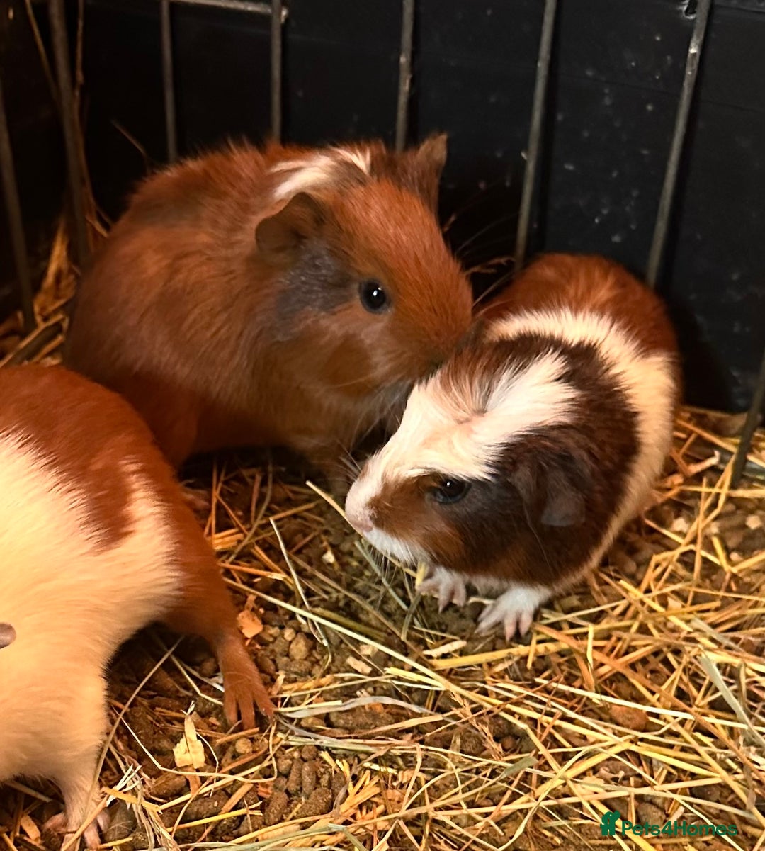 Guinea Pig rodents for sale: Gorgeous baby Guineapigs  - Advert 1