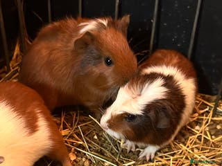 Guinea Pig rodents Gorgeous baby Guineapigs - Advert 5