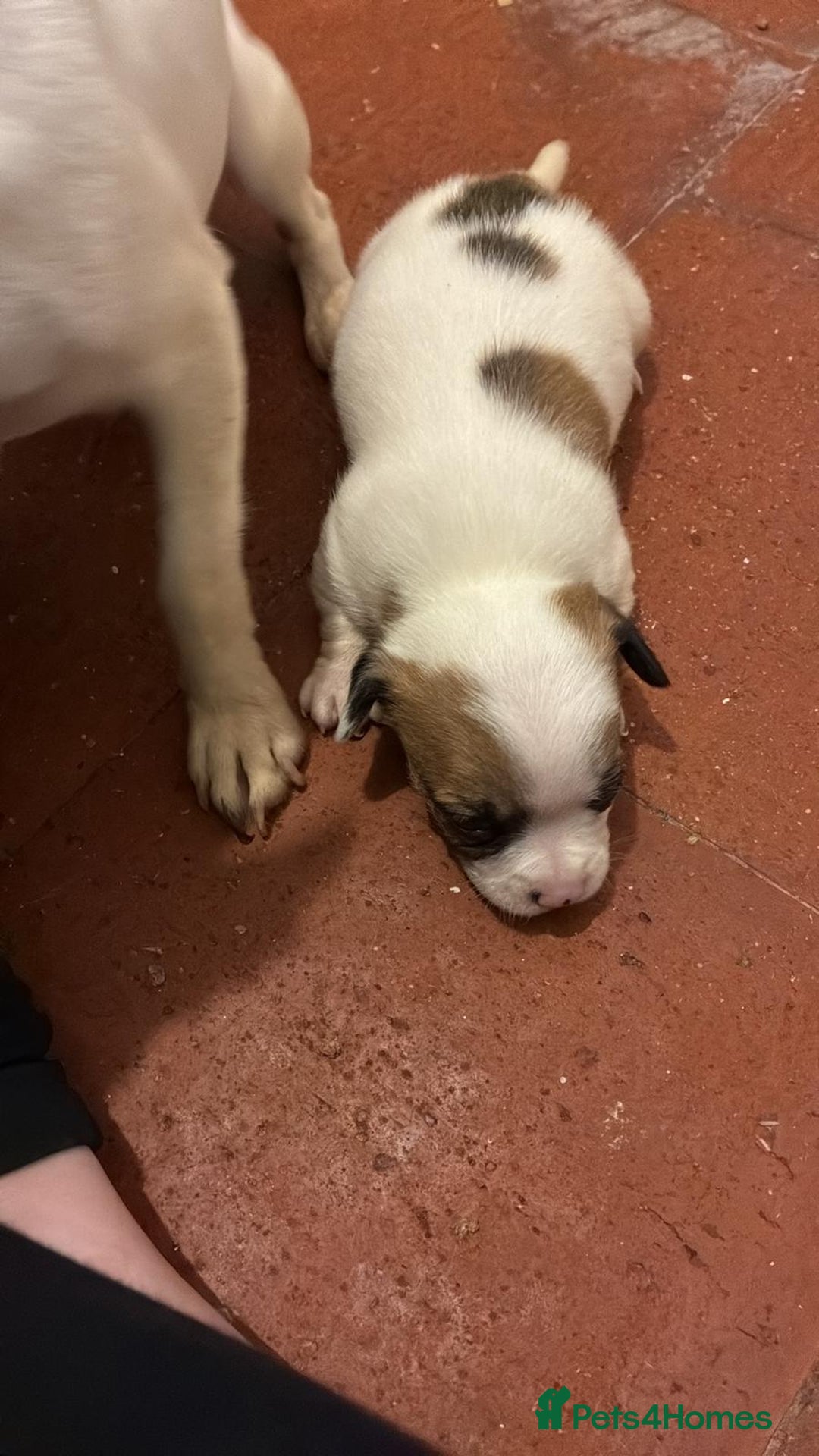 Mixed Breed dogs for sale: 3/4 chihuahua 1/4 jack Russel  - Advert 4