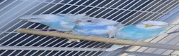 Budgerigars birds for sale: Hogoromo Pied budgies  - Advert 2