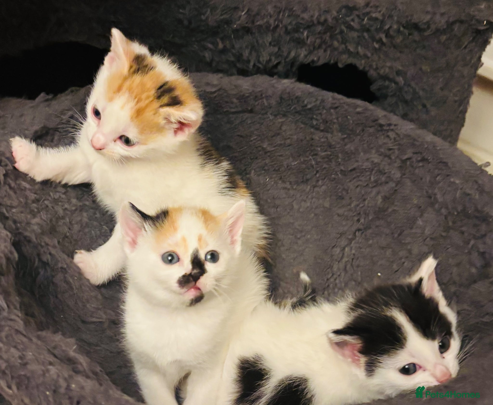 Mixed Breed cats Kittens 🐈 stunning Mainecoon x bengal babies 😻🐈 - Advert 5