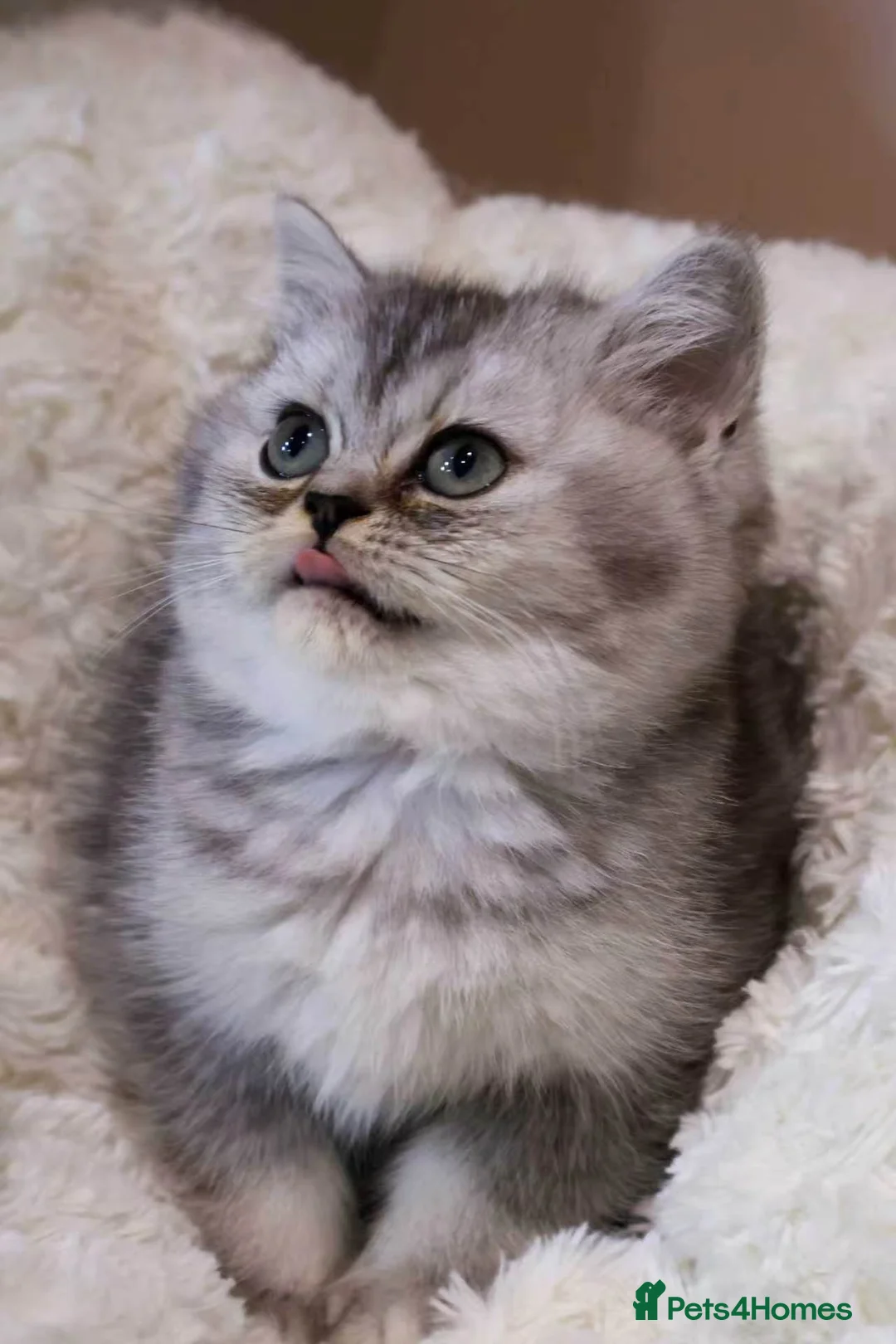 British Shorthair cats for sale: Super cute and pedigree British shorthair - Advert 2