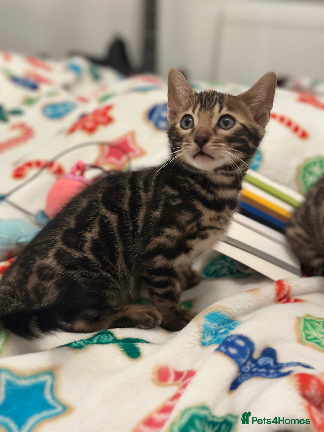 Bengal cats for sale: Beautiful Tica Bengal kittens - Advert 11
