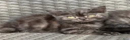 Scottish Fold cats for sale: Scottish fold X BSH - Advert 4