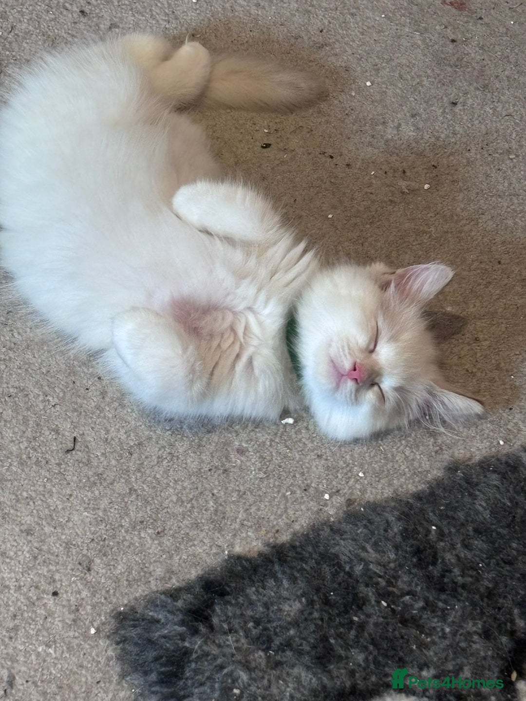 Ragdoll cats for sale:  Last two pure Ragdolls ready now reduced price - Image 16