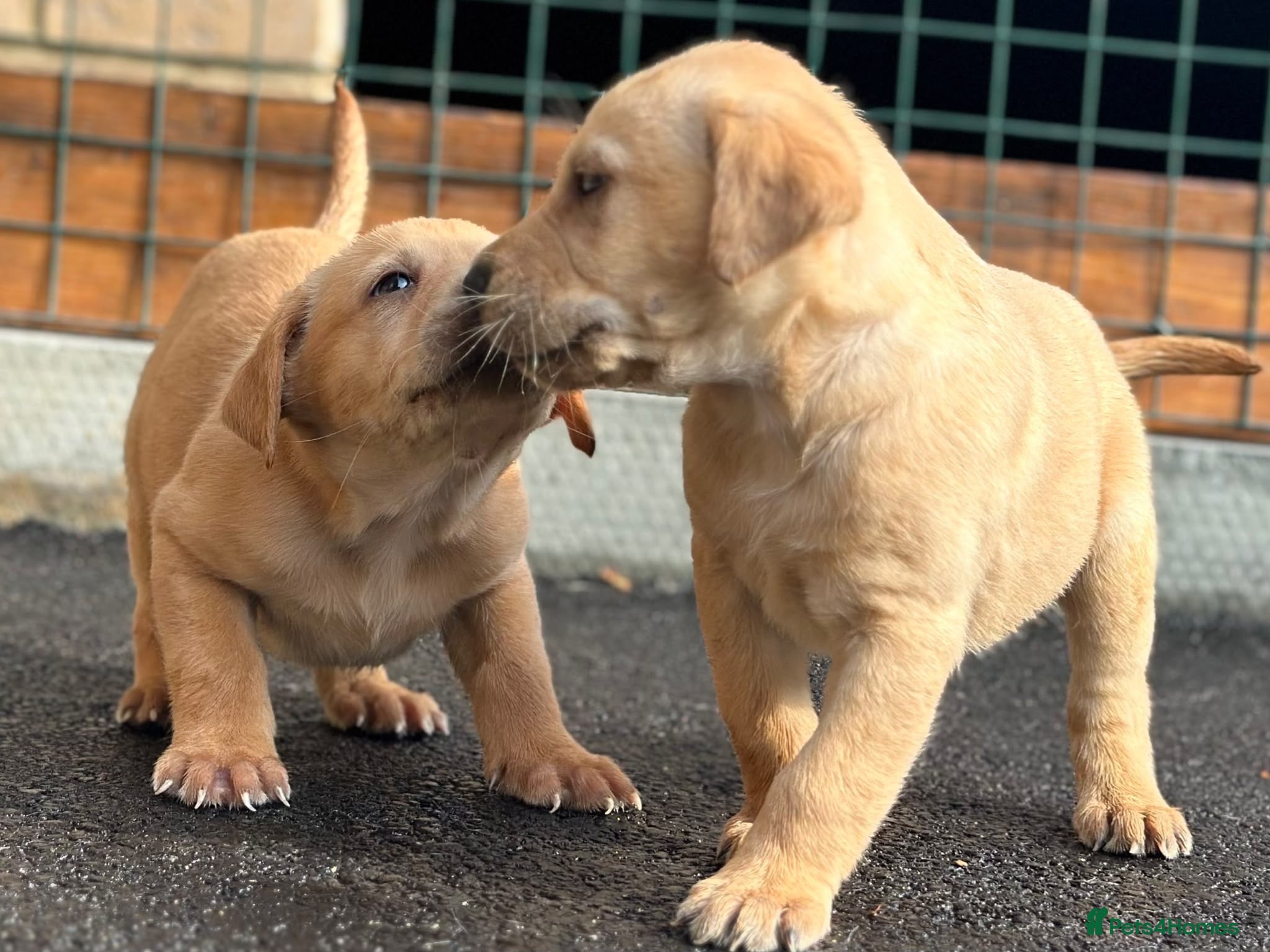 Labrador Retriever dogs KC REGISTERED LABRADOR PUPPIES - Advert 8