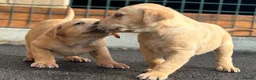 Labrador Retriever dogs for sale: KC REGISTERED LABRADOR PUPPIES - Advert 1