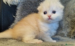 Scottish Fold cats for sale: Six little wonders looking for a new home - Image 7
