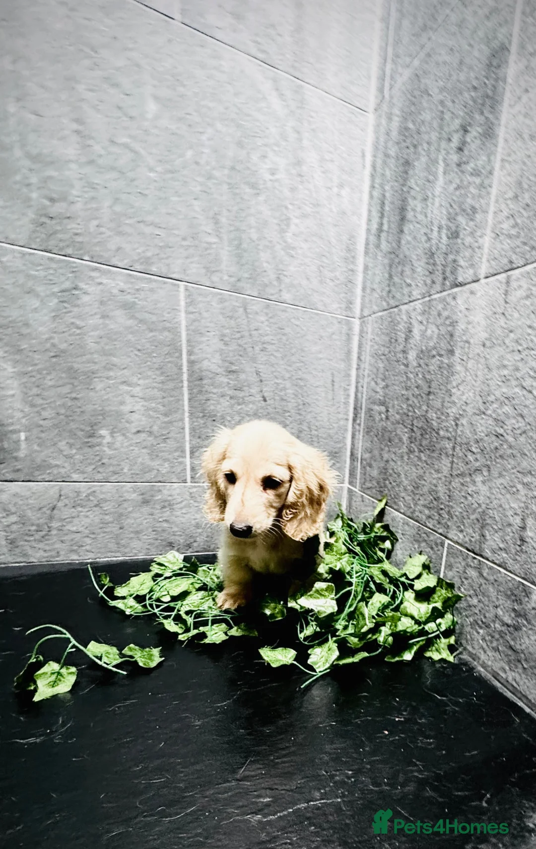 Miniature Dachshund dogs for sale: Cream/blonde long hair kc reg miniature dachshund  - Advert 1