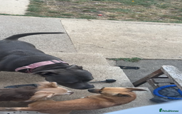 Mixed Breed dogs for sale: Chihuahua puppies  - Image 10