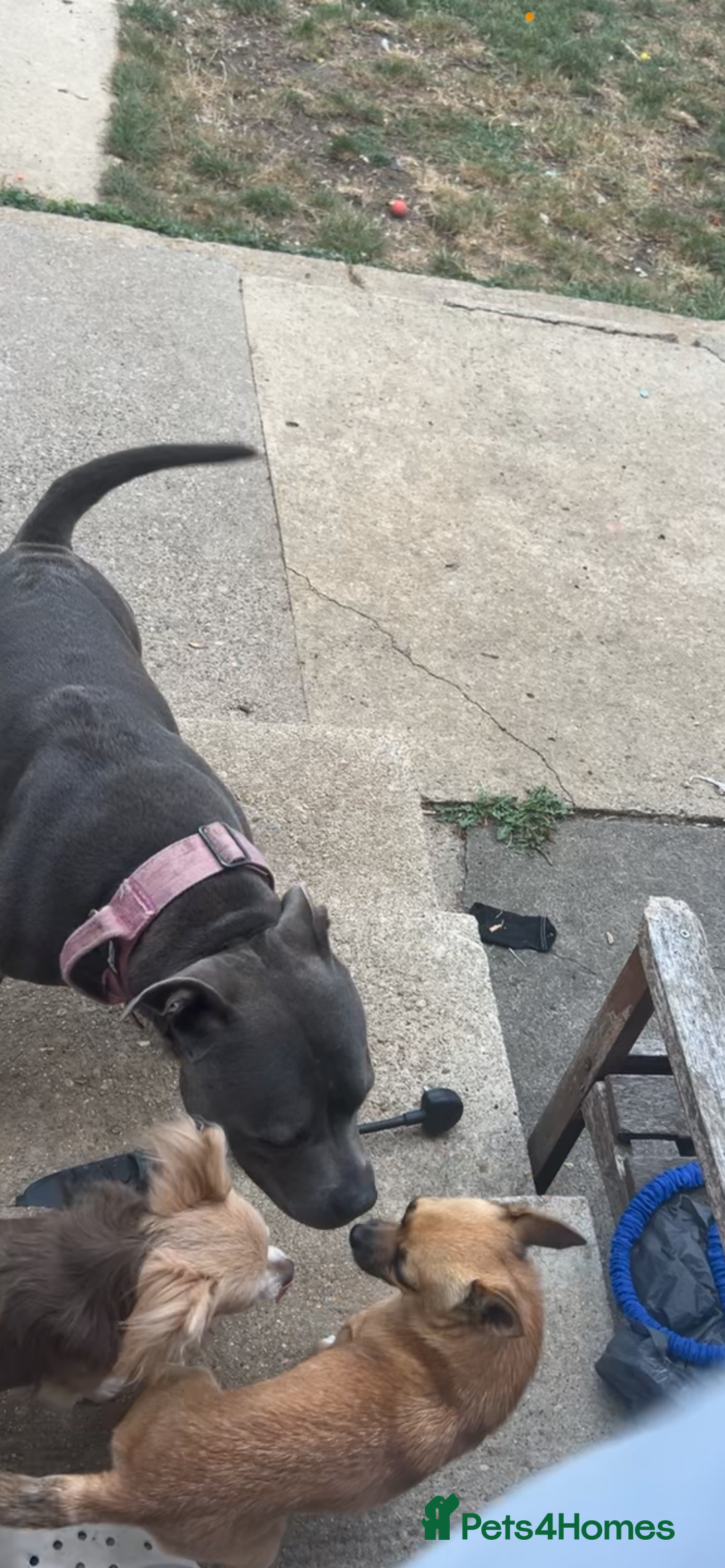 Mixed Breed dogs for sale: Chihuahua puppies  - Image 10