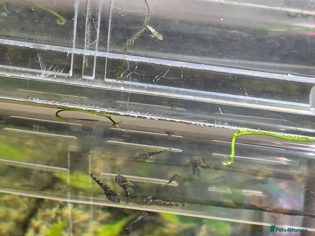 Plecos fish for sale: Bristlenose Pleco babies - Advert 2