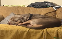 American Bully dogs for sale: Need too rehome - Image 2