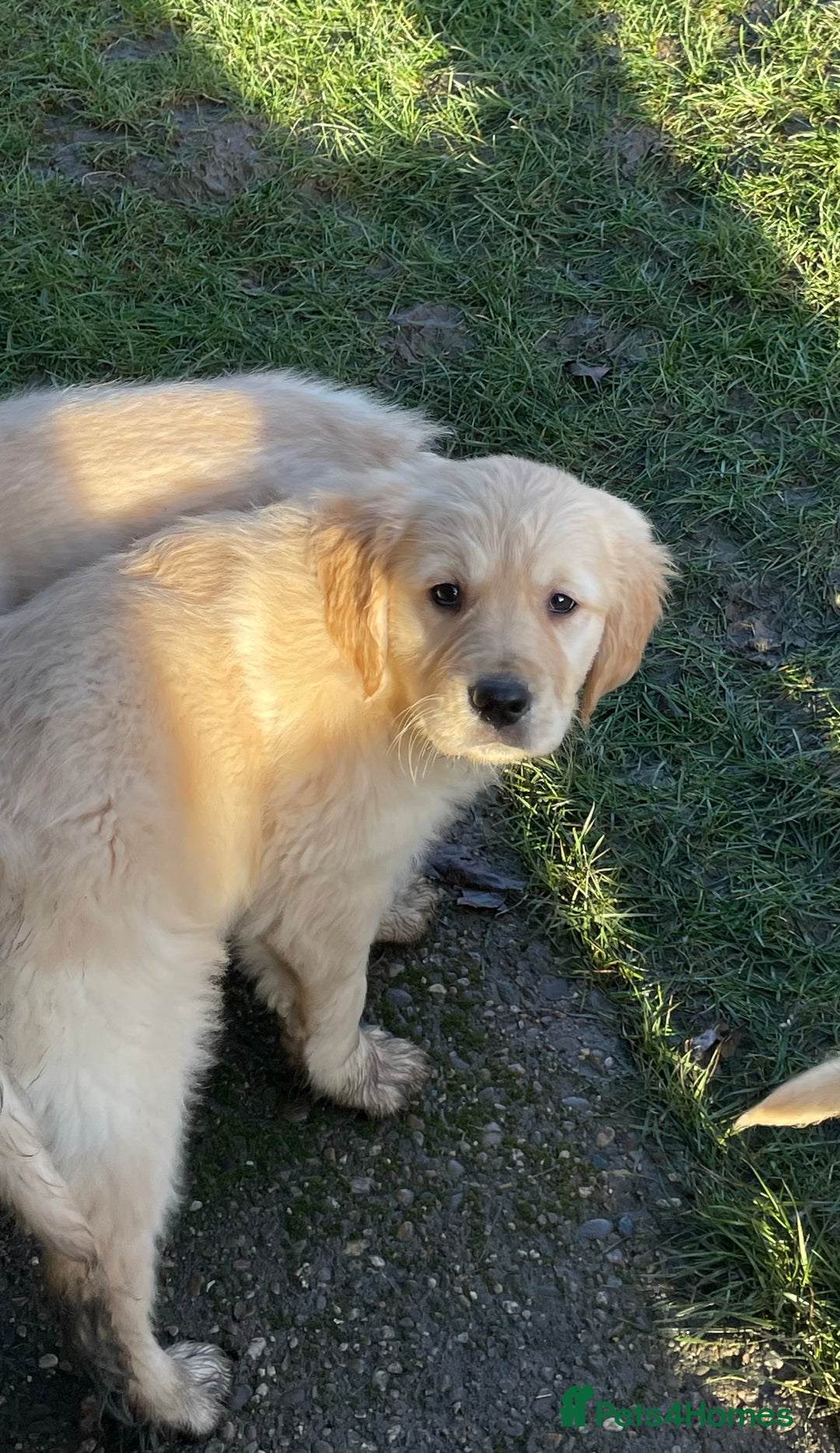 Golden Retriever dogs for sale: Stunning golden retriever puppies  - Advert 14