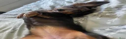 Miniature Dachshund dogs for sale: Fluffy miniature dachshund  - Advert 2