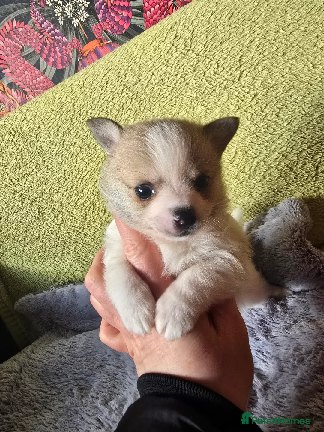 Pomchi dogs for sale: Beautiful Pomchi Puppy's ❤️  - Advert 2