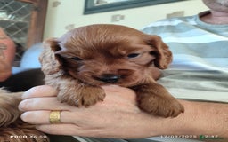 Cavapoo dogs for sale: F1B Cavapoo Red Puppies Males/Females - Image 1
