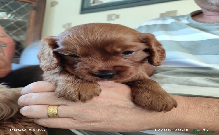 Cavapoo dogs - Advert 1