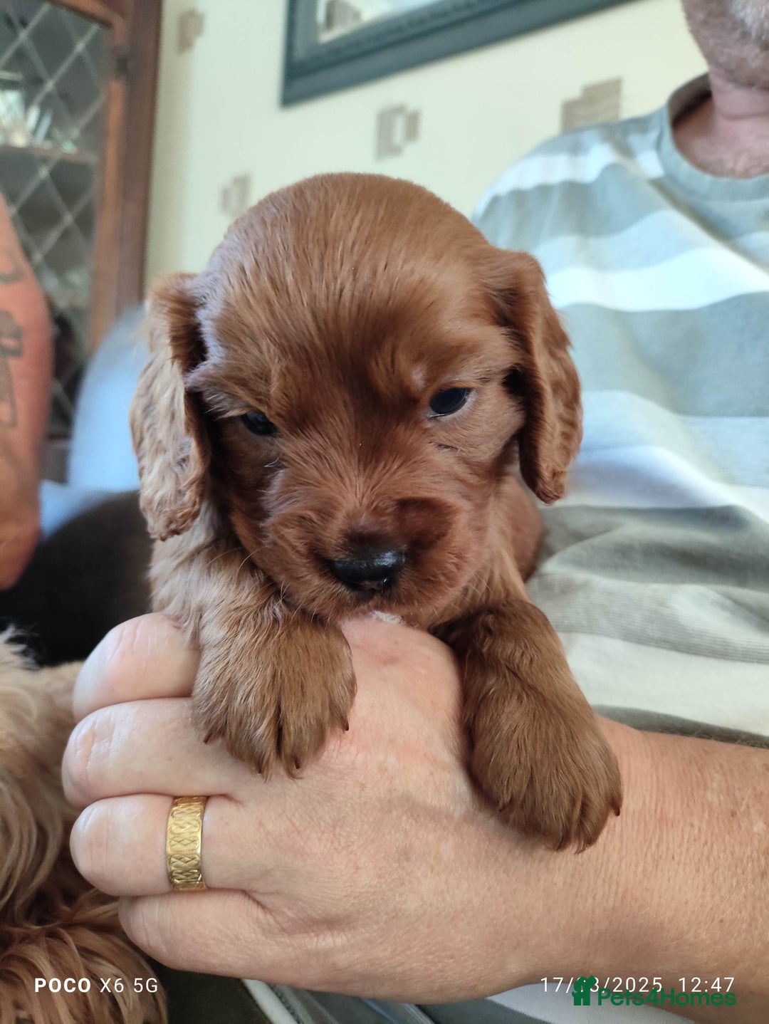 Cavapoo dogs for sale: F1B Cavapoo Red Puppies Males/Females - Image 1