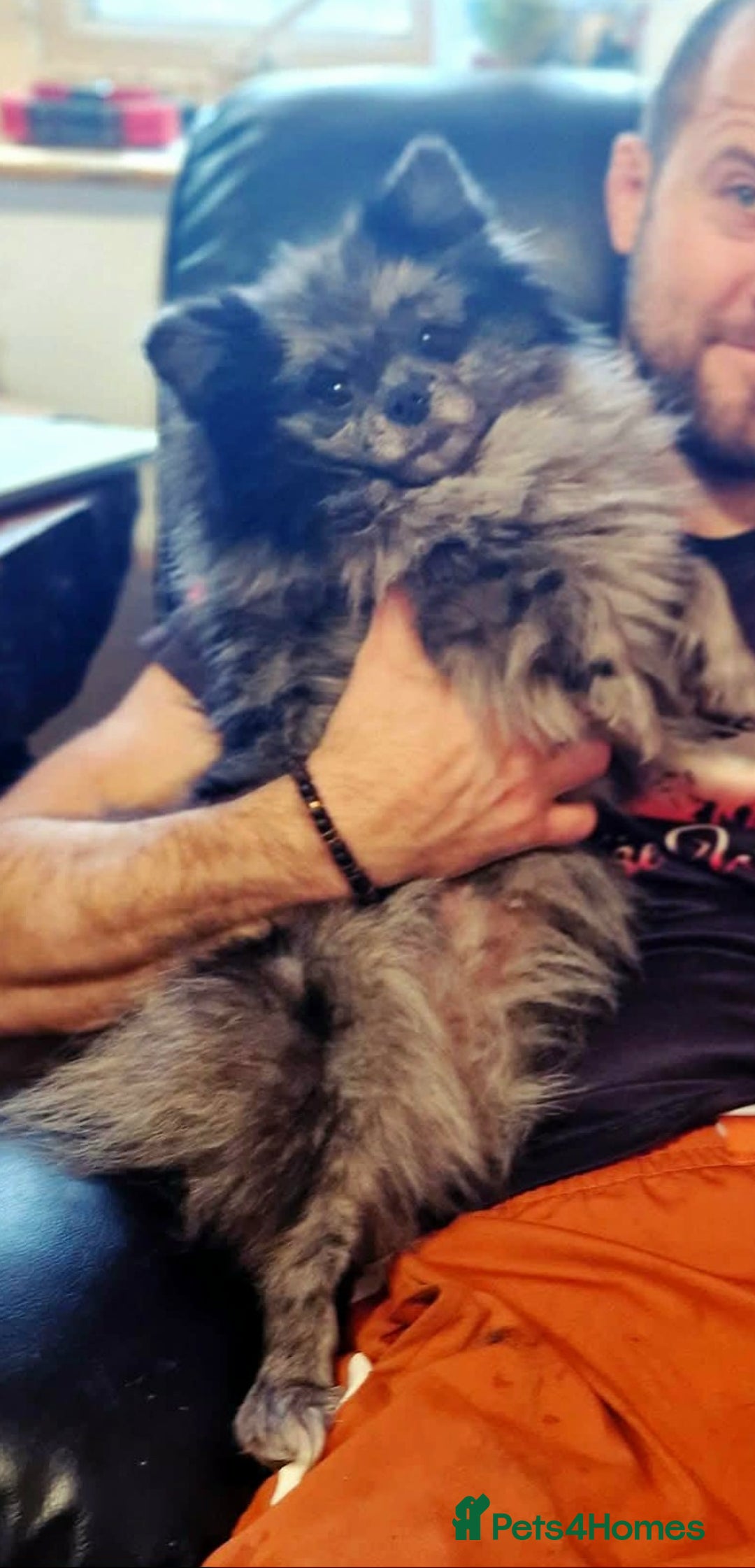 Pomeranian dogs for sale: Pomeranian puppies  - Advert 33