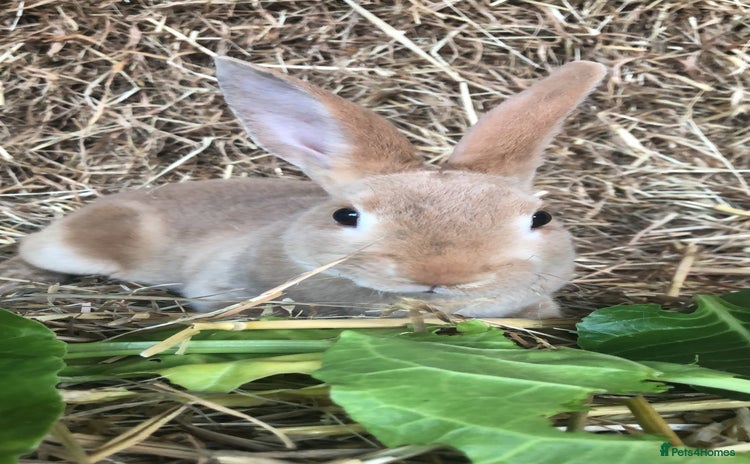 Rex rabbits - Advert 12