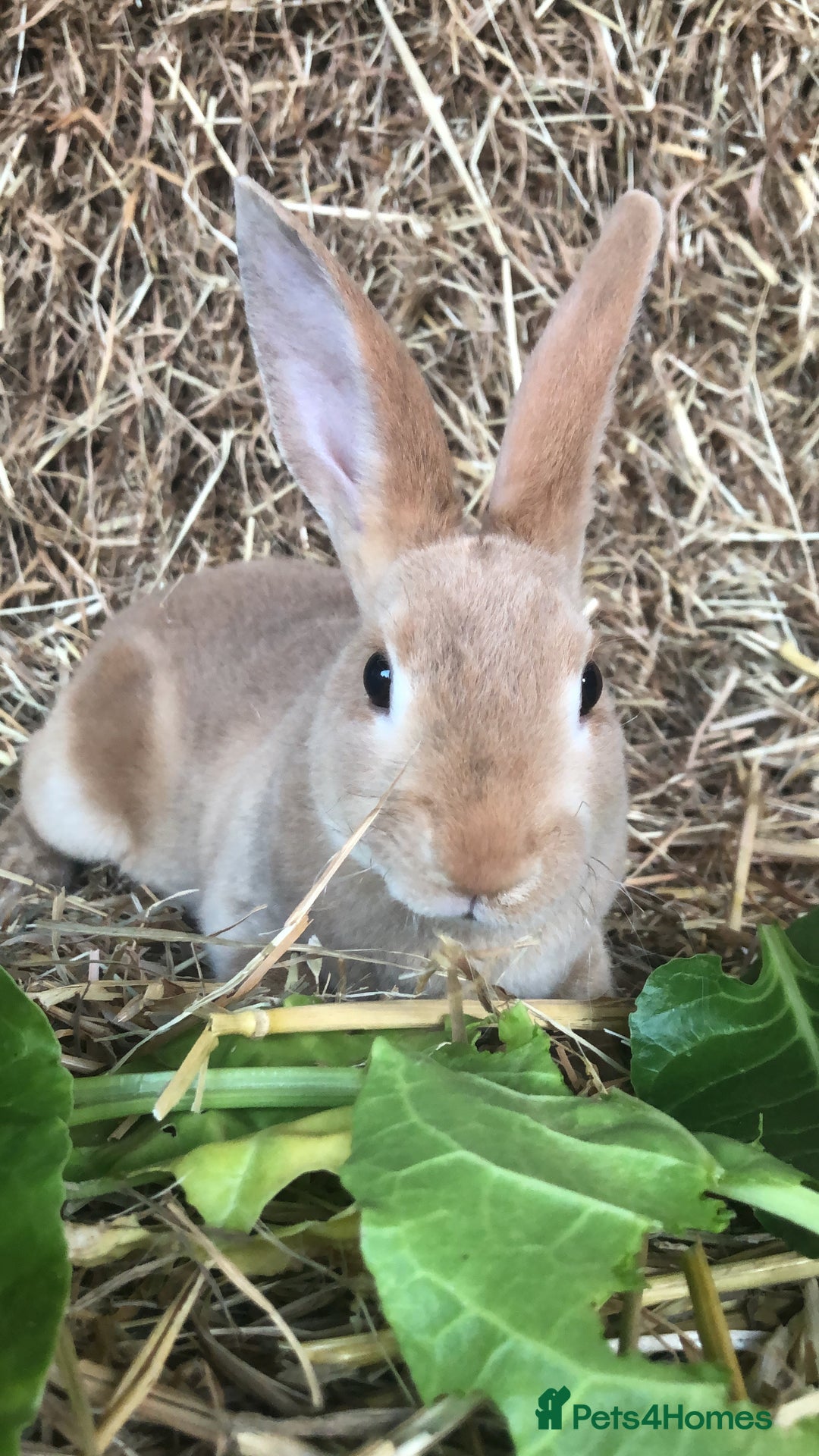 Rex rabbits for sale: Beautiful Purebred Velvet Mini Rex babies  - Image 2