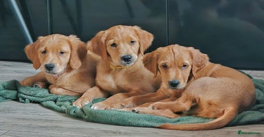 Golden Retriever dogs - Advert 13