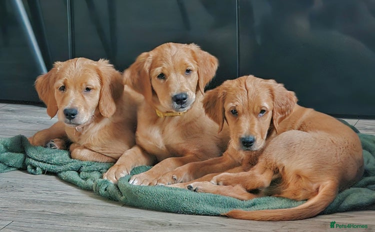 Golden Retriever dogs - Advert 12
