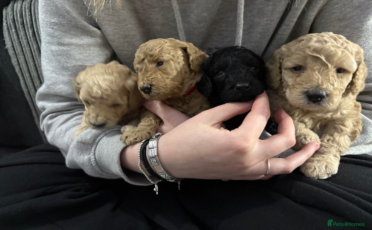 Cavapoochon dogs Cavapoochon  - Advert 2