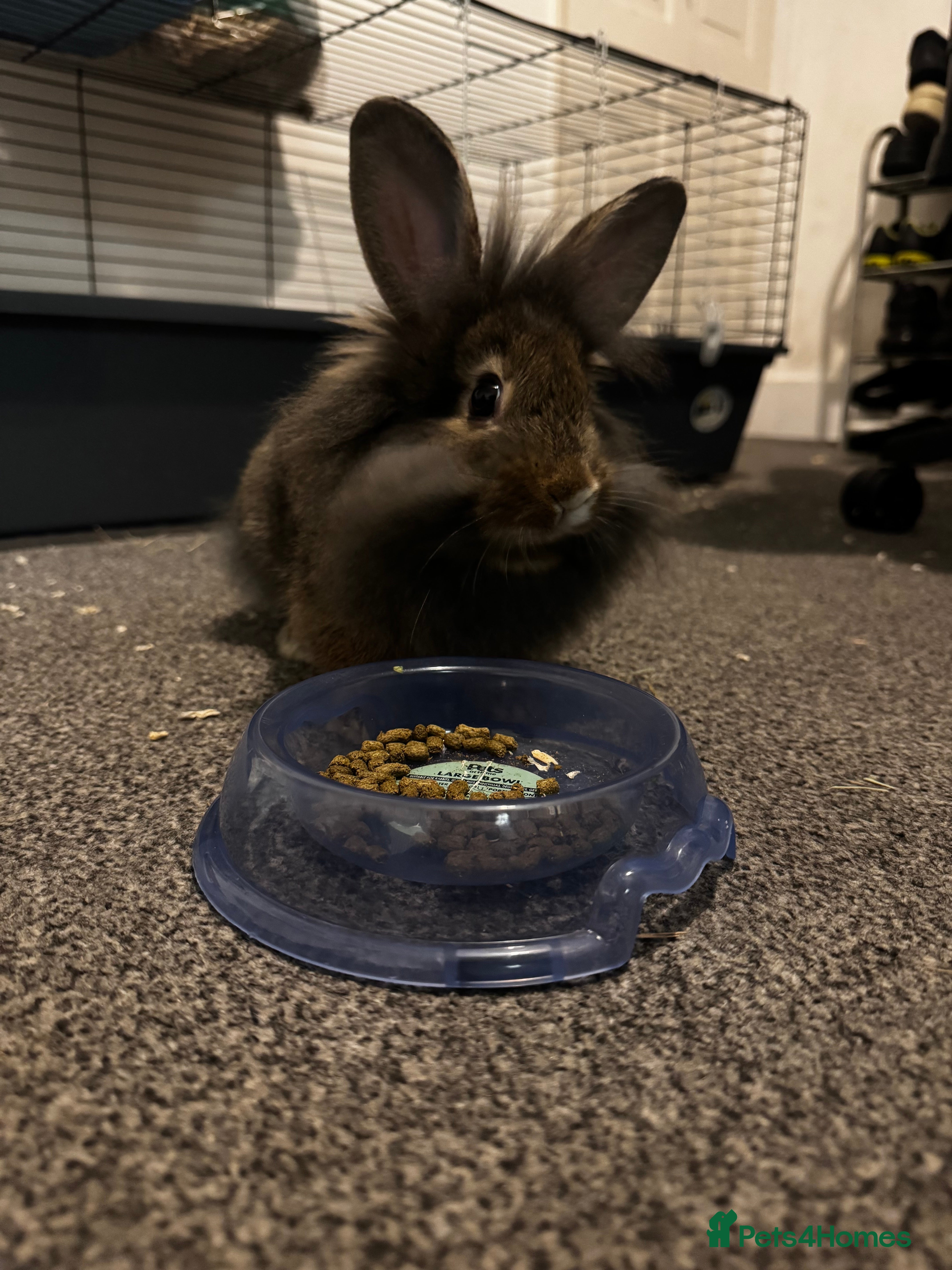 Lionhead rabbits Lionhead rabbit  - Advert 2