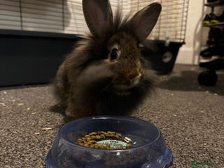 Lionhead rabbits Lionhead rabbit - Advert 2