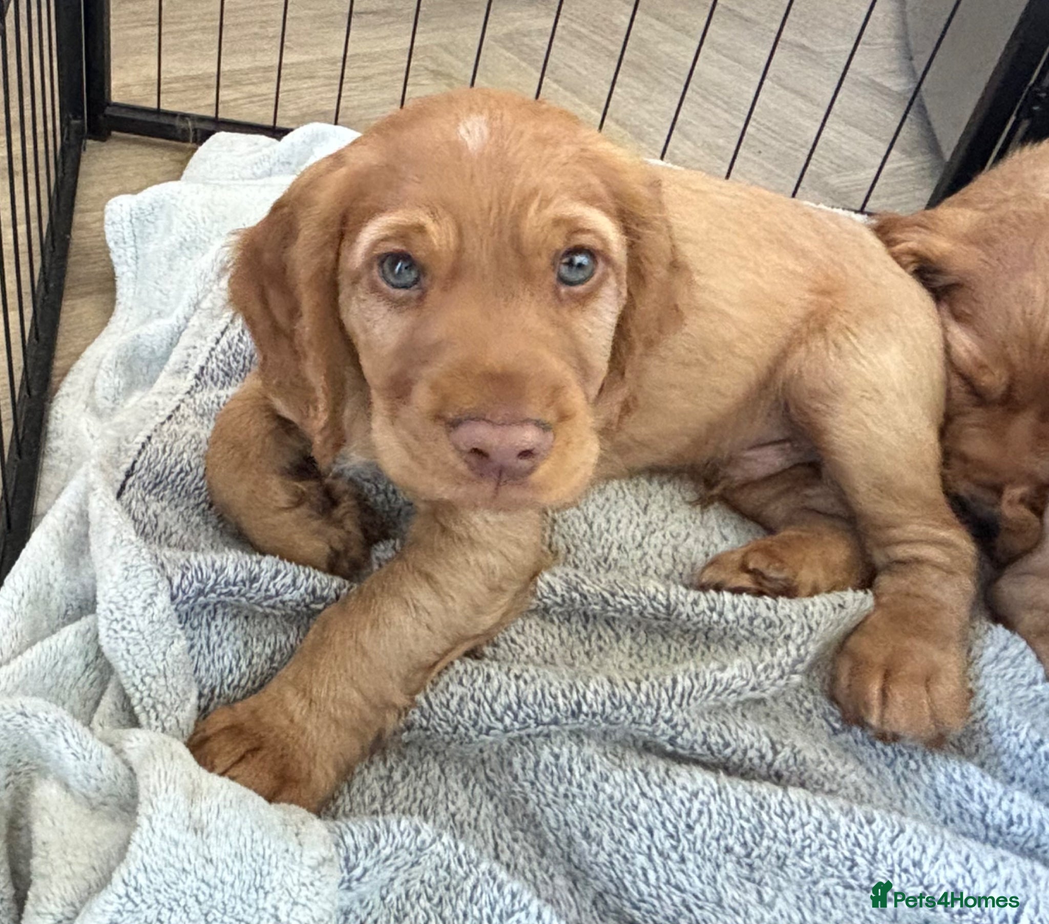 Cocker Spaniel dogs *READY NOW* 2 Boys KC Reg Working Cocker Spaniels  - Advert 15