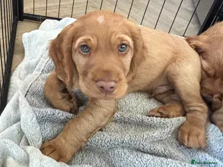 Cocker Spaniel dogs *READY NOW* 2 Boys KC Reg Working Cocker Spaniels - Advert 1