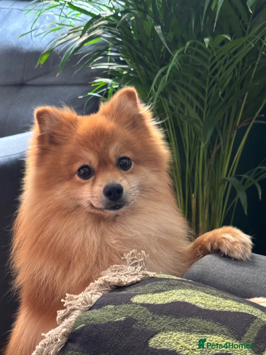 Pomeranian dogs for sale: 2-year-old Pomeranian looking for a new home - Advert 9