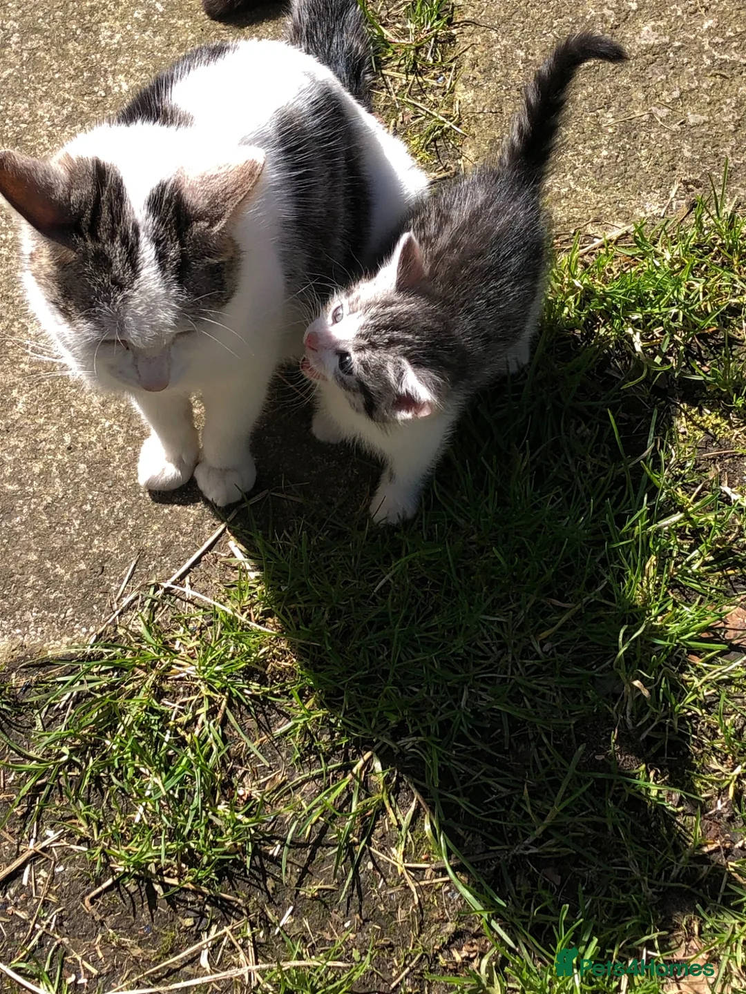 Mixed Breed cats for sale: Lovely friendly kittens - Advert 1