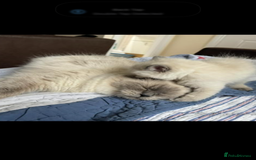 Ragdoll cats for sale: Stunning GCCF reg ragdoll kittens available now  - Image 17
