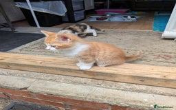Mixed Breed cats for sale: Kittens for sale  - Image 4