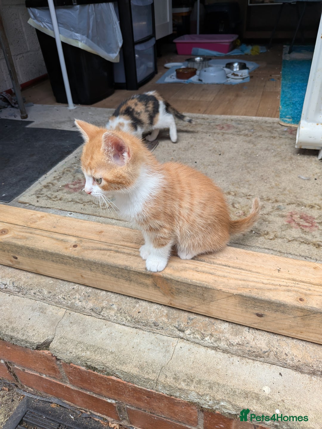 Mixed Breed cats for sale: Kittens for sale  - Image 4
