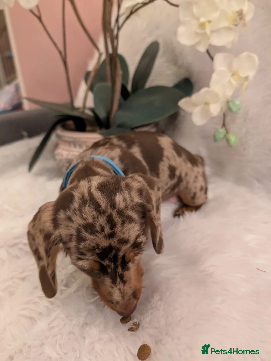 Miniature Dachshund dogs for sale: Miniature Dachshund Ready Now - Advert 9