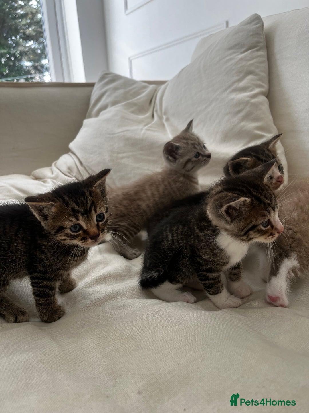 Mixed Breed cats for sale: Ready to go next week! cream tabby kittens - Image 11