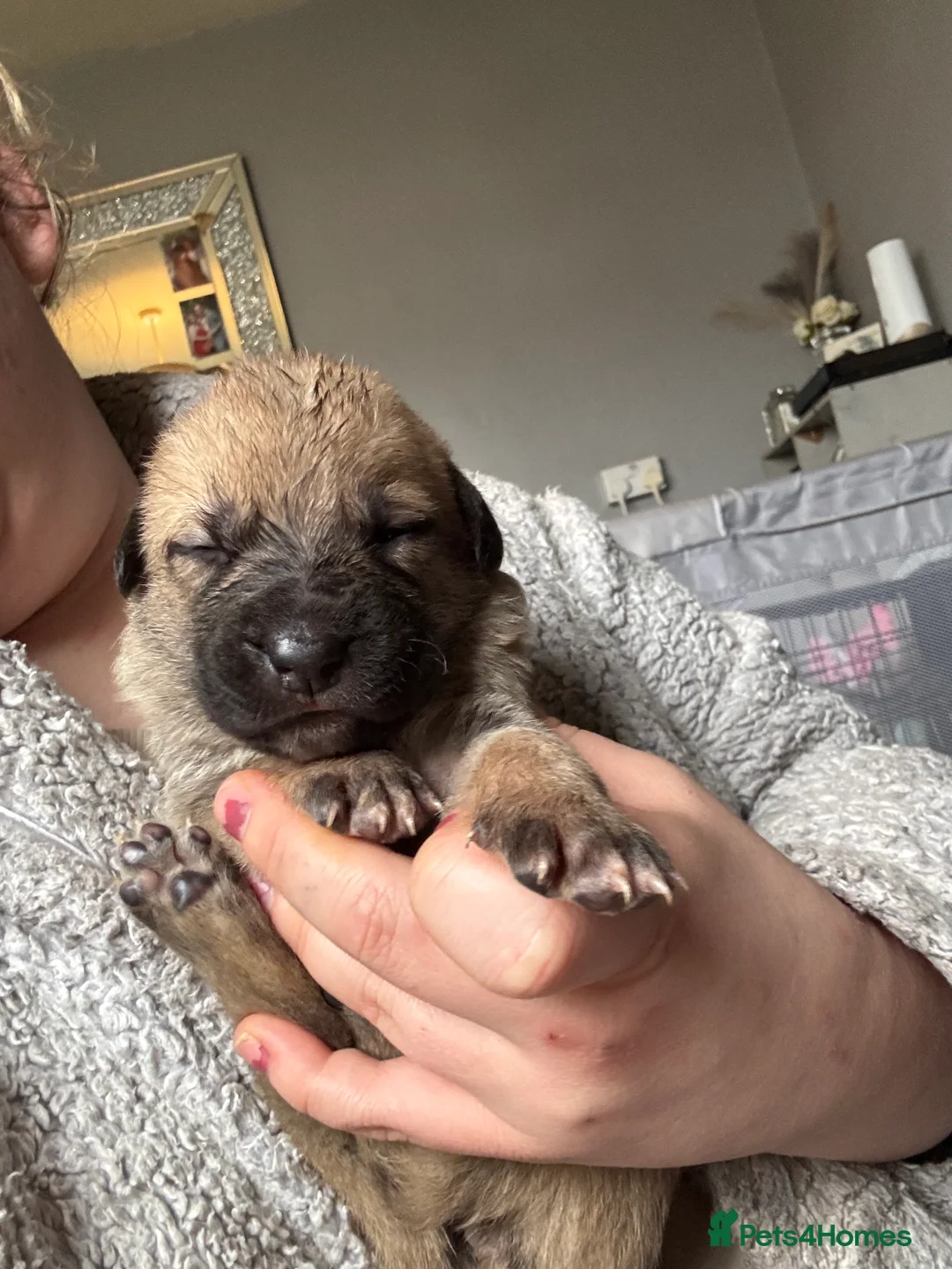 Mixed Breed dogs for sale: Beautiful staffy x German Shepard puppies - Advert 14
