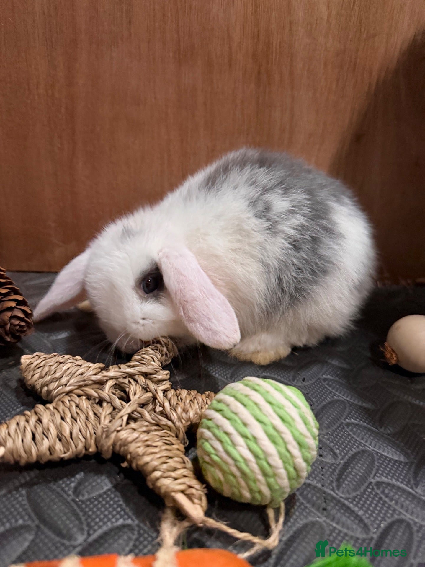 Mini Lop rabbits for sale: 2 baby mini lop boys left  - Advert 14