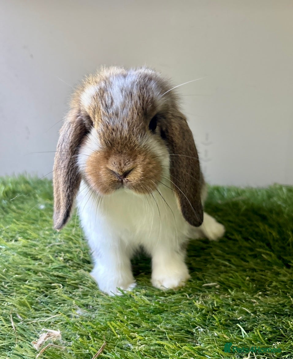 Mini Lop rabbits Stunning mini lop babies - Advert 2