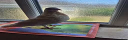 Pigeons birds for sale: 8 pigeons gaditanos for sale in Norwich - Advert 8