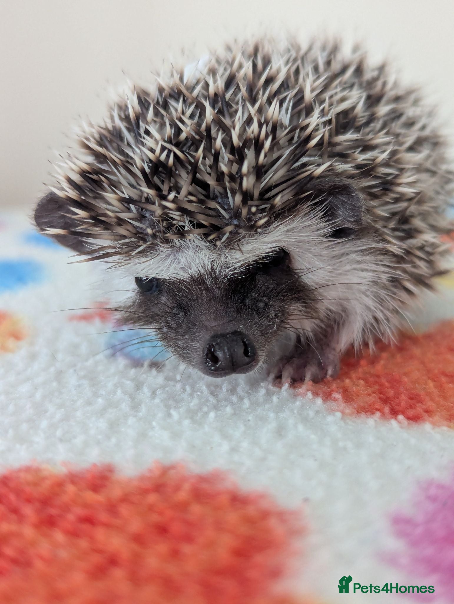 Pygmy Hedgehog rodents Beautiful Baby Hoglets.Ready and reserve now!!! - Advert 1