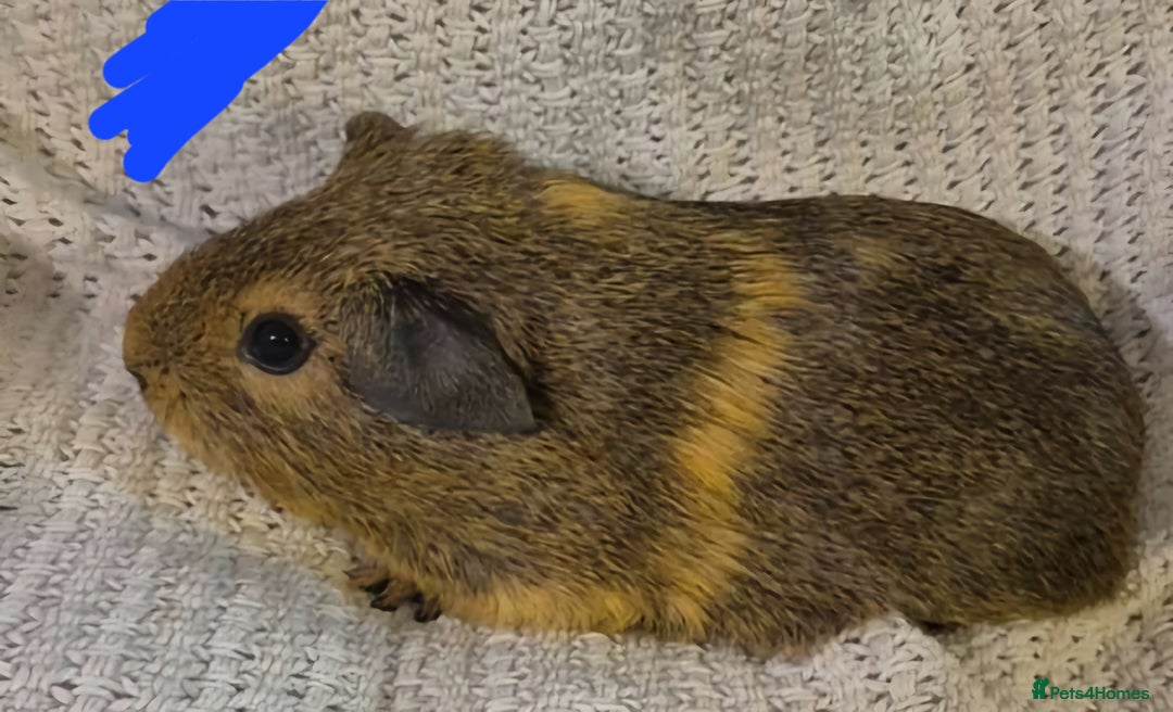Guinea Pig rodents for sale: Mixed piggies for sale  - Advert 11