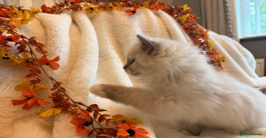 Ragdoll cats - Advert 15