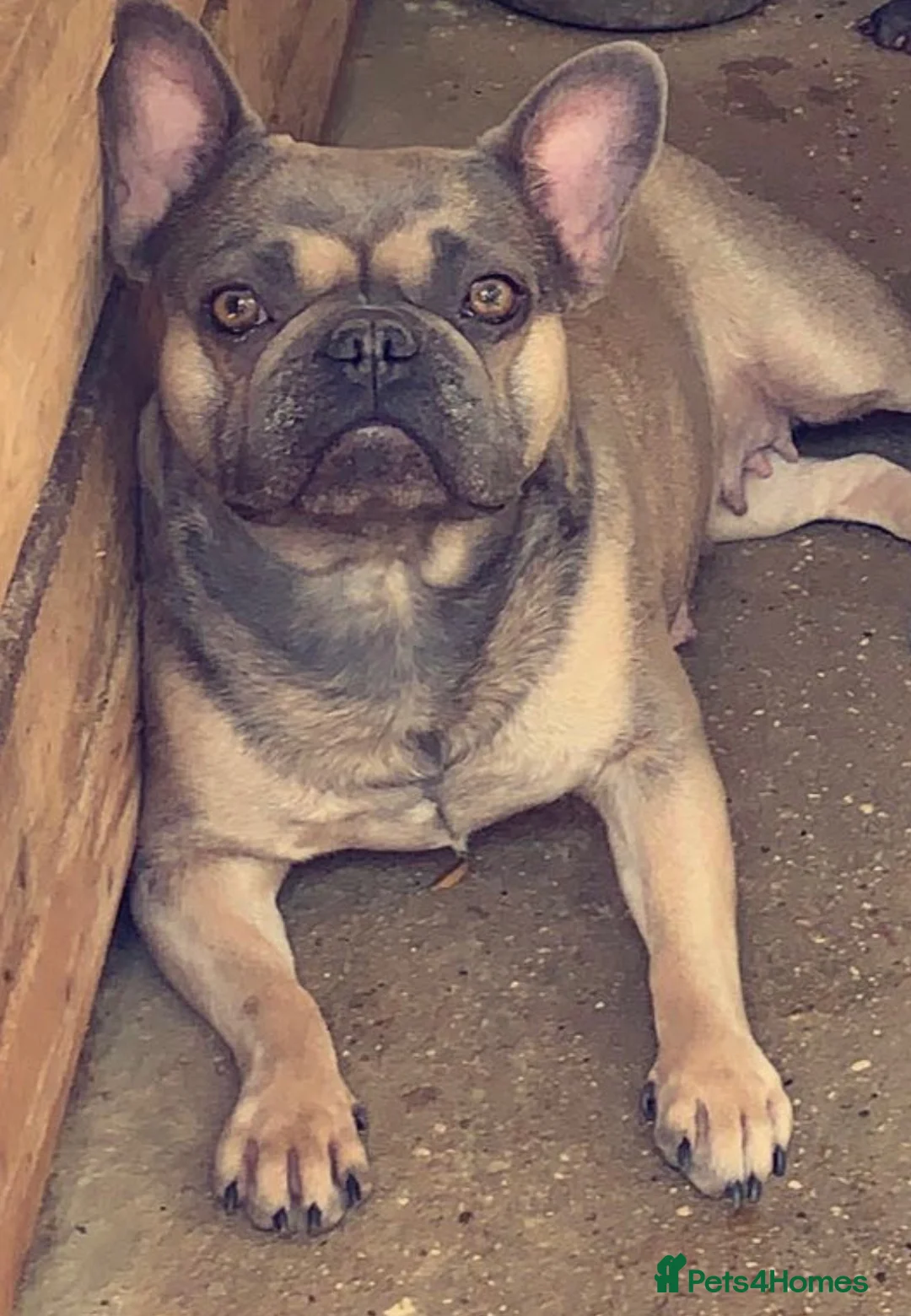 French Bulldog dogs for sale: 6 year old female for sale  - Advert 2